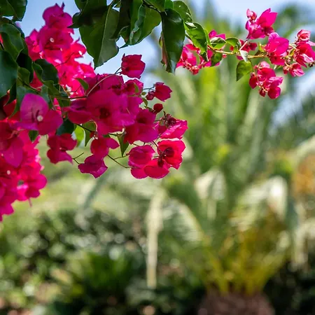 Daniel - Pool - Aussenkueche - Garten * Pollença